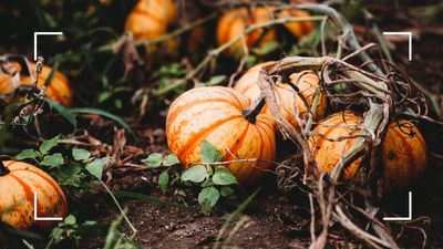 Sarah Raven reveals the secret to long-lasting squashes and it's much simpler than you think