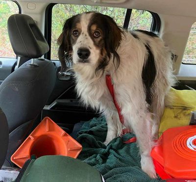 ‘Good girl and true hero’: dog saves owner by leading US officer to her home