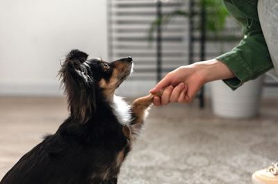 Science Says You’ve Been Talking to Your Dog Completely Wrong