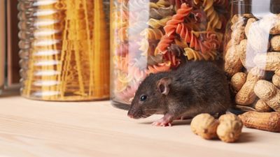 Does one mouse mean that you have an infestation? We ask the pest experts