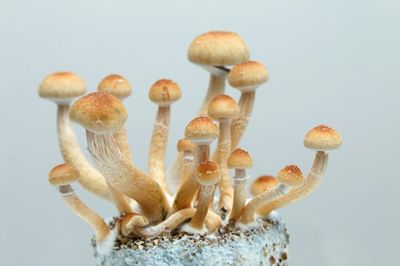 The Truth About Using Psilocybin For Depression