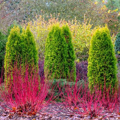 How to prune dogwoods for brightly-coloured stems year after year