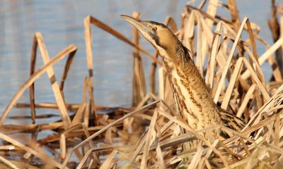 Country diary: A bird of the fens in the heart of London’s urban sprawl. Crazy