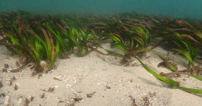 Seagrass under threat as climate change heats up Hunter estuaries