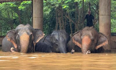 Rescued elephants drown as heavy flooding hits Thai tourist hub Chiang Mai