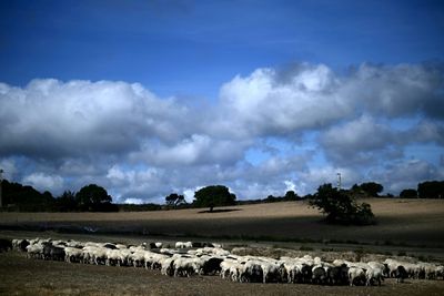 Sardinia's Sheep Farmers Battle Bluetongue As Climate Warms