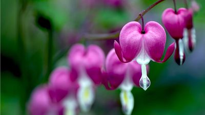 How to divide bleeding heart – for more of these unique, vibrant perennials