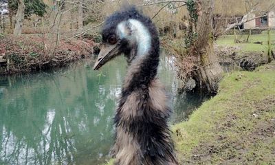 Missing emu Irwin found dead in Wiltshire river after weeklong search