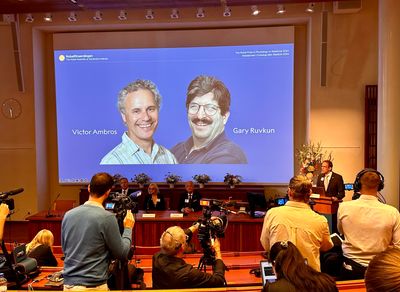 US duo Victor Ambros, Gary Ruvkun win Nobel medicine for microRNA discovery