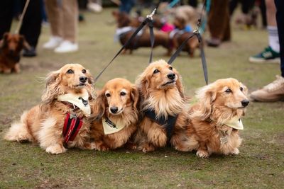 Thousands of dachshund dogs descend upon beach for ‘sausage walk’
