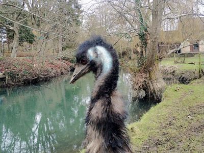 Missing emu Irwin found dead in Wiltshire river after week-long search