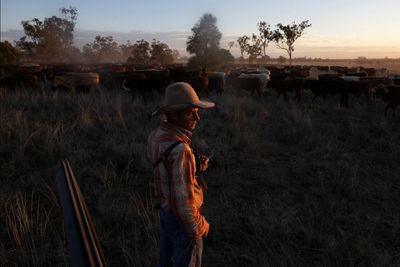 ‘I lost my phone in the first week’: a new generation of drovers in outback Queensland