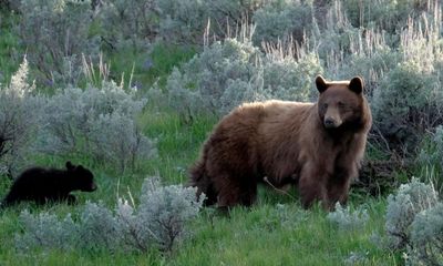 Black bear with three cubs attacks man after breaking into Colorado home