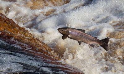 Salmon numbers in England and Wales last year were lowest on record