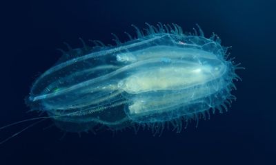 Comb jellies fuse together when injured, study finds