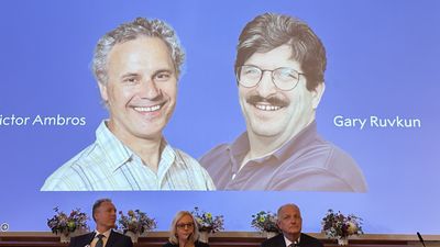 2 scientists snag Nobel in medicine for discovering 'microRNAs'