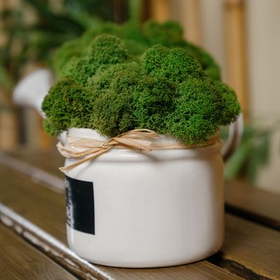 Experts are urging homeowners to grow moss in pots to get rid of dust and moisture over winter - this is how to do it