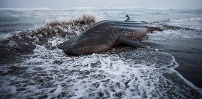 Whale sharks on collision course as warming seas may force them into shipping lanes – new study