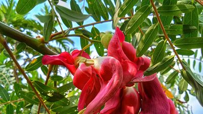 How to grow a hummingbird tree – an unusual tree with striking, colorful blooms