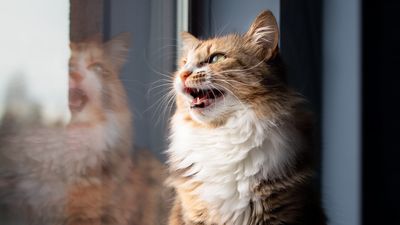 Why do cats 'chatter'?