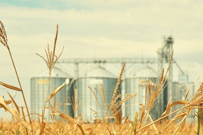 From Breadbasket to Battleground: How Global Conflicts May Impact Grain Prices