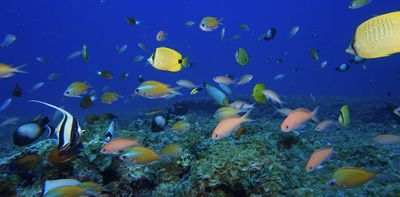 Ocean protection accounts for 10% of fish in the world’s coral reefs – but we could save so much more