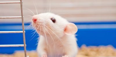 People believe lab animals have less mental capacity than other animals, research shows