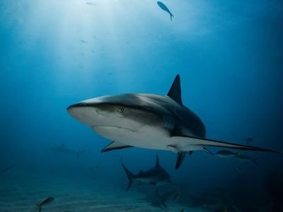 Tourist feared dead after body parts found inside shark during ‘dream diving holiday’ to Indonesia