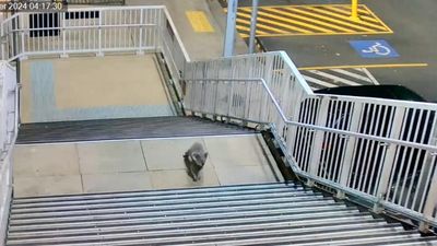 Curious koala survives train station close call