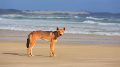 Aggressive dingo growling, barking in latest attack