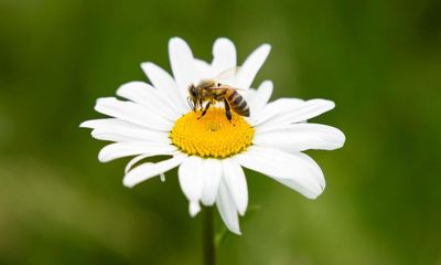 UK may approve bee-killing pesticide despite election promise to ban it