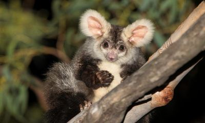 Environment summit taking place in Sydney while greater glider habitat is logged is ‘bullshit’, advocates say