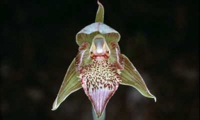 Fewer than 10 of these orchids remain in the wild. Victoria was about to burn them into extinction