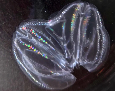 Scientists stunned to witness two injured deep-sea ‘jelly’ creatures fuse into one