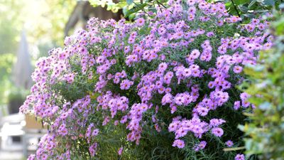 Should I cut back asters in the fall or wait until spring? The choice is yours, and here’s how to decide