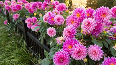 How to Overwinter Dahlias to Save This Cold-Climate Annual for Next Year's Garden