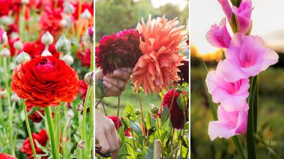 Looking for garden inspiration? These plants - from colourful blooms to hearty veg - can be grown from bulbs and tubers