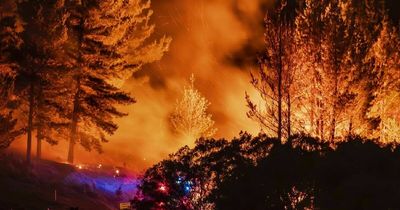 Arson suspected in Molonglo tree fire