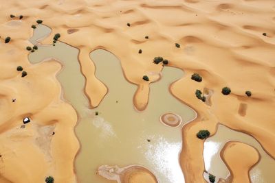 Water gushes through palm trees and sand dunes after rare rain in the Sahara Desert