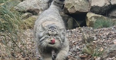 Scottish zoo welcomes adorable Pallas’s cat as part of breeding programme