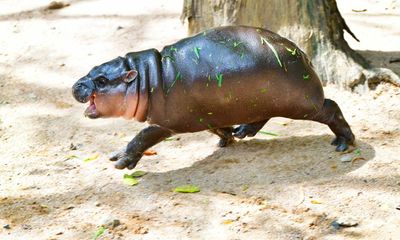 As the world falls apart, a few things are still worth celebrating – like Moo Deng the pygmy hippo