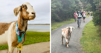 Local Goat Accidentally Enters A Half Marathon In Newfoundland And Wins A Medal