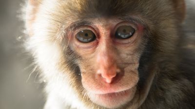 Scientists restore monkey's vision with a patch made from human stem cells