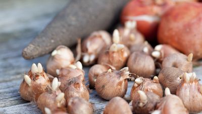 I have planted over 10,000 bulbs as a professional gardener – these are the best tools for the job and they are all in the Amazon sale