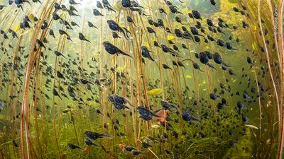 Wildlife Photographer of the Year 2024 snorkels among tadpoles for breathtaking winning shot