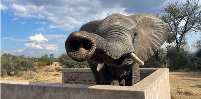 How do you stop elephant herds from trashing crops and trees? Target sensitive nostrils with a ‘scent fence’