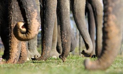 Wrinkles reveal whether elephants are left- or right-trunked, study finds