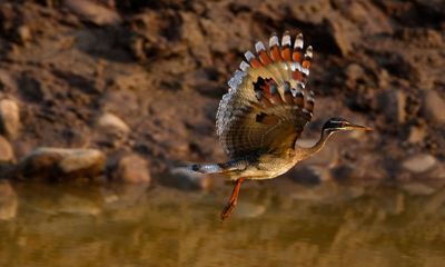 Birdwatch: a mesmerising Costa Rican encounter with the sunbittern