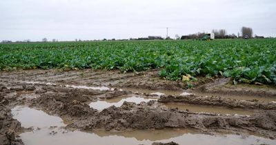 Action to protect soil urged as body warns Scotland ‘falling behind’