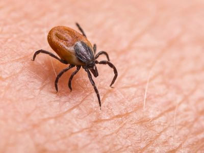 Lyme disease: What are the symptoms and how can it be treated?